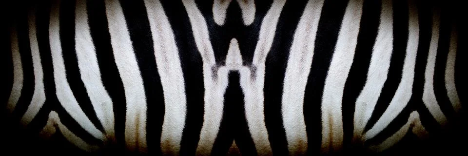 Zebra skin texture Stock Photos