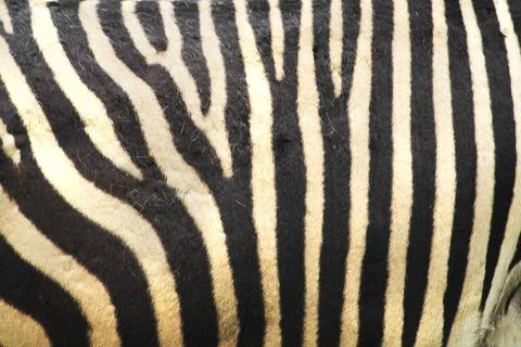 Zebra skin texture Stock Photos
