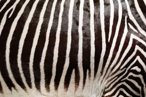 Zebra skin texture Stock Photos