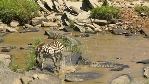 Zebra slipping by river stream Stock Footage 172426848