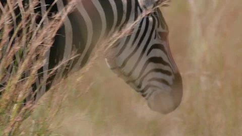 Zebra Slow Motion Extreme Close Up Through Tall Dry grass Stock Footage 277604854