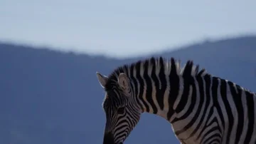 Zebra in slow motion in savannah with mountains in background 스톡 동영상 85507145