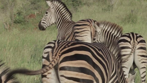 Zebra small herd (slow motion) Stock Footage 126271050