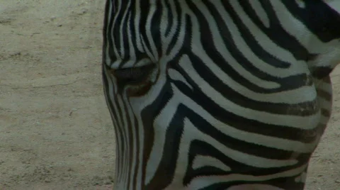 Zebra sniffing Stock Footage 698469