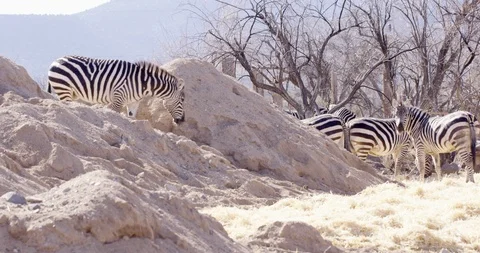 Zebra sniffs dry dirt mound looking for food Stock Footage 86762455