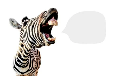 Zebra with space for text Stock Photos