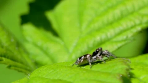 Zebra Spider, Salticus scenicus in his environment, Heliophanus flavipes. Stock-Footage 155177779