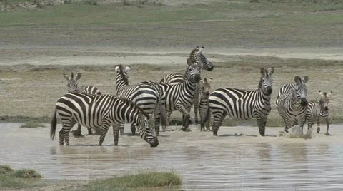 ZEBRA SPLASH. 库存影片 20544115