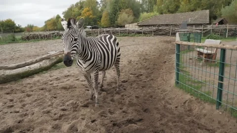A zebra is spoiling for a squeak Video stock 231478645