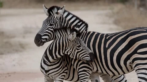 Zebra stalion asserting his dominace Vídeos de archivo 344791379