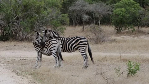 Zebra stalion asserting his dominace Stock Footage 344792048