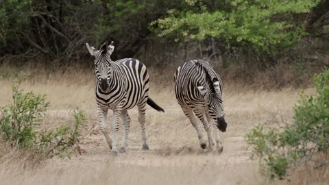 Zebra stalion asserting his dominace Stock Footage 344792583