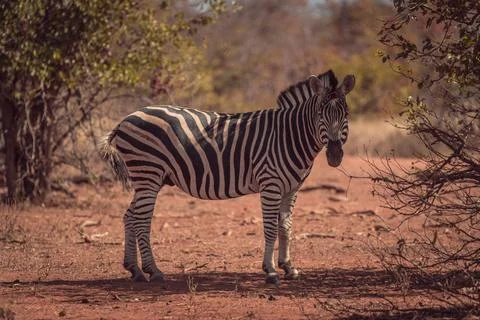 Zebra standing alone in a game reserve in Africa surrounded by wild nature Stock Photos