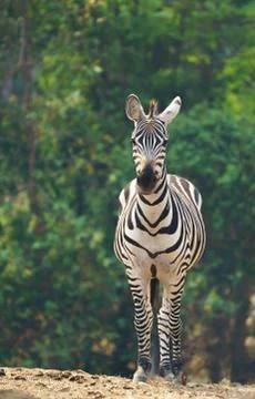 Zebra standing alone Stock Photos