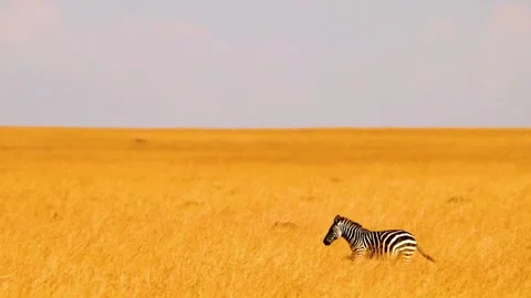 Zebra Standing Alone in Vast Open Grassland Stock Footage 322548534