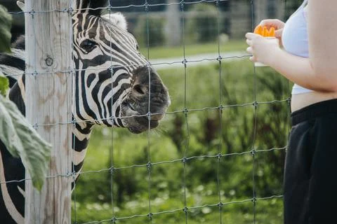 Zebra standing close to a fence while a person holds a piece of food, with .. Foto stock