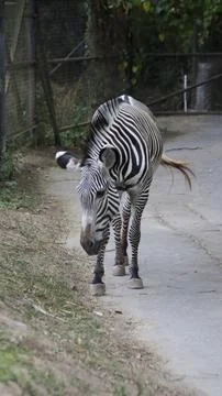 Zebra standing on a concrete path with lush green vegetation and a wired fe.. Foto stock
