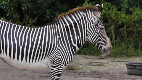 A zebra standing in the dirt Video stock 155403534