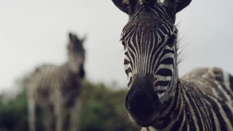 Zebra standing in a field and looking straight at the camera Stock Footage 278828186