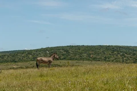 Zebra standing in the field Stock Photos