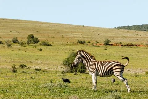 Zebra standing in the field Stock Photos