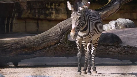 Zebra standing  Stock Footage 275535734