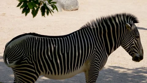 A zebra standing Stock Footage 278042462