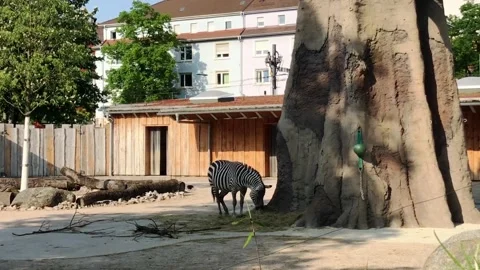 Zebra is standing in front of a tree Stock Footage 304440612