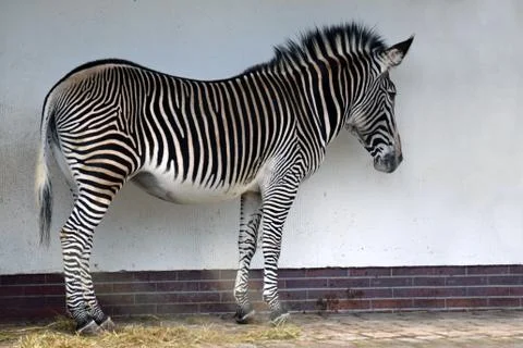 Zebra standing in front of a wall. Stock Photos