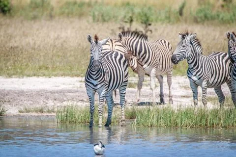 A Zebra standing in front of the water. Stock Photos