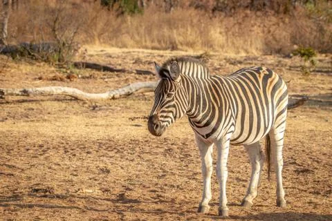Zebra standing in the grass in the bush. Foto stock