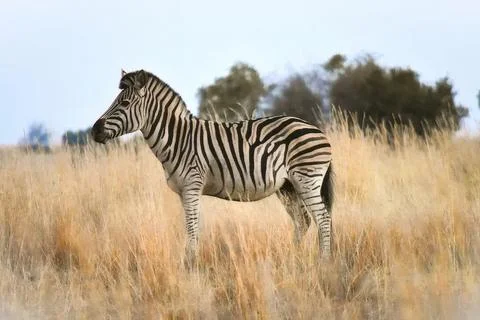 Zebra standing in a grassy field with trees in the background Stock Photos