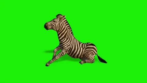 Zebra Standing on Green Screen Stock Footage 225217728