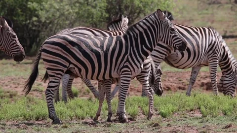 Zebra standing with group of zebras in a field in South Africa. Stock Footage 172527498