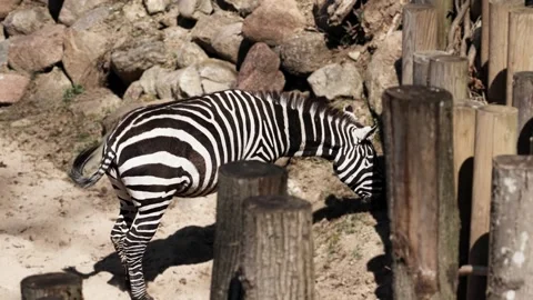 Zebra standing with head lowered in rocky enclosure beside weathered wooden Stock Footage 345520812