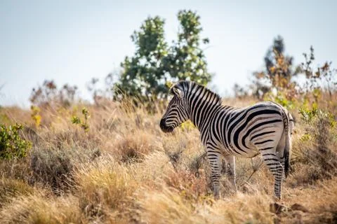 Zebra standing in the high grass. Stock Photos