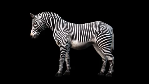 A zebra standing idle on black background with alpha channel included at Stock Footage 271146726