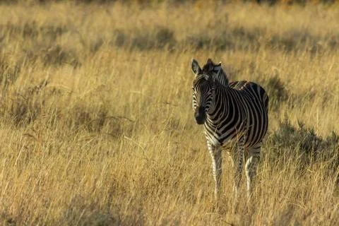 Zebra standing in long grass Stock Photos