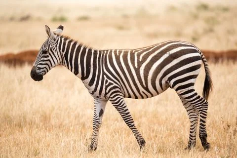 A zebra standing or walking throught the grassland Stock Photos