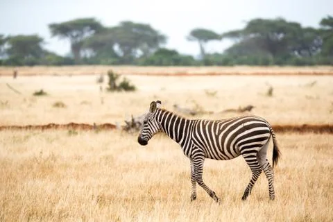 A zebra standing or walking throught the grassland Stock Photos