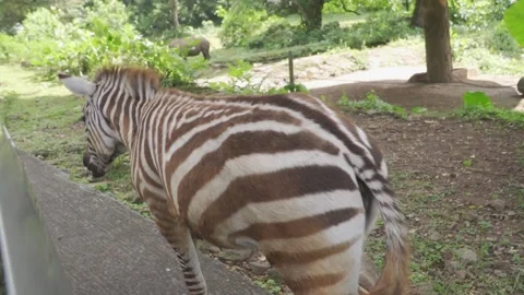 A zebra standing on a path Stock Footage 236185848