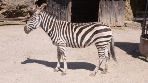 Zebra standing in a pen Stock Footage 51806252
