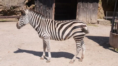 Zebra standing in a pen Stock Footage 51806431
