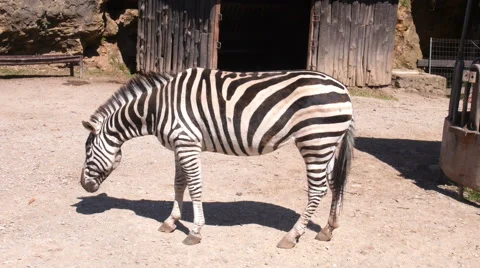 Zebra standing in a pen Stock Footage 51812157