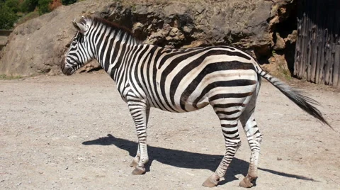 Zebra standing in a pen Stock Footage 51812167