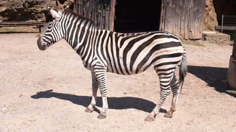Zebra standing in a pen Stock Footage 51813484