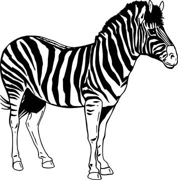 Zebra Standing Profile, Black and White Stripes, Wildlife Illustration Stock Illustration