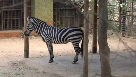 Zebra Is Standing Quietly And Wagging Its Tail, Mysore Zoo, Karnataka Dt 29-3-23 Vídeo Stock 237533508