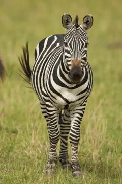 Zebra standing in the Savannah Stock Photos