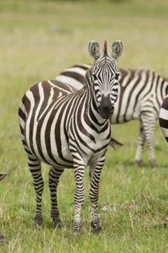 Zebra standing in the Savannah Stock Photos